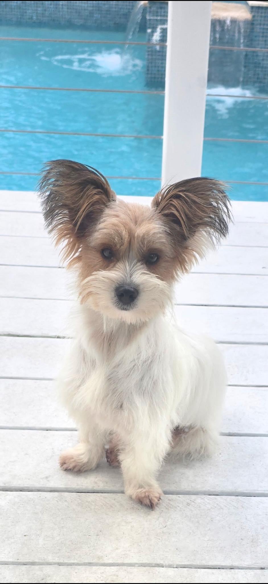 Enlarge Olivia, a ADOPTABLE mixed breed in Miami, FL image 1/1