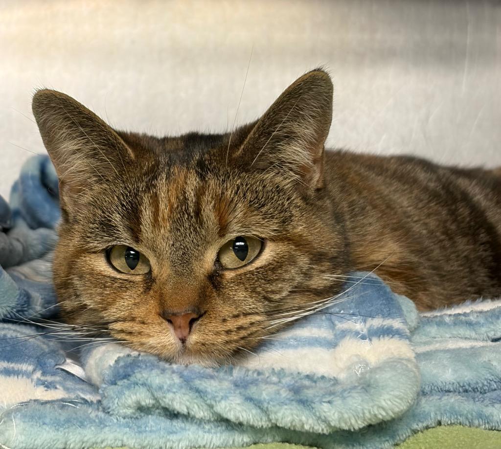 Nala, Adoptable, Adult Female Domestic Short Hair.