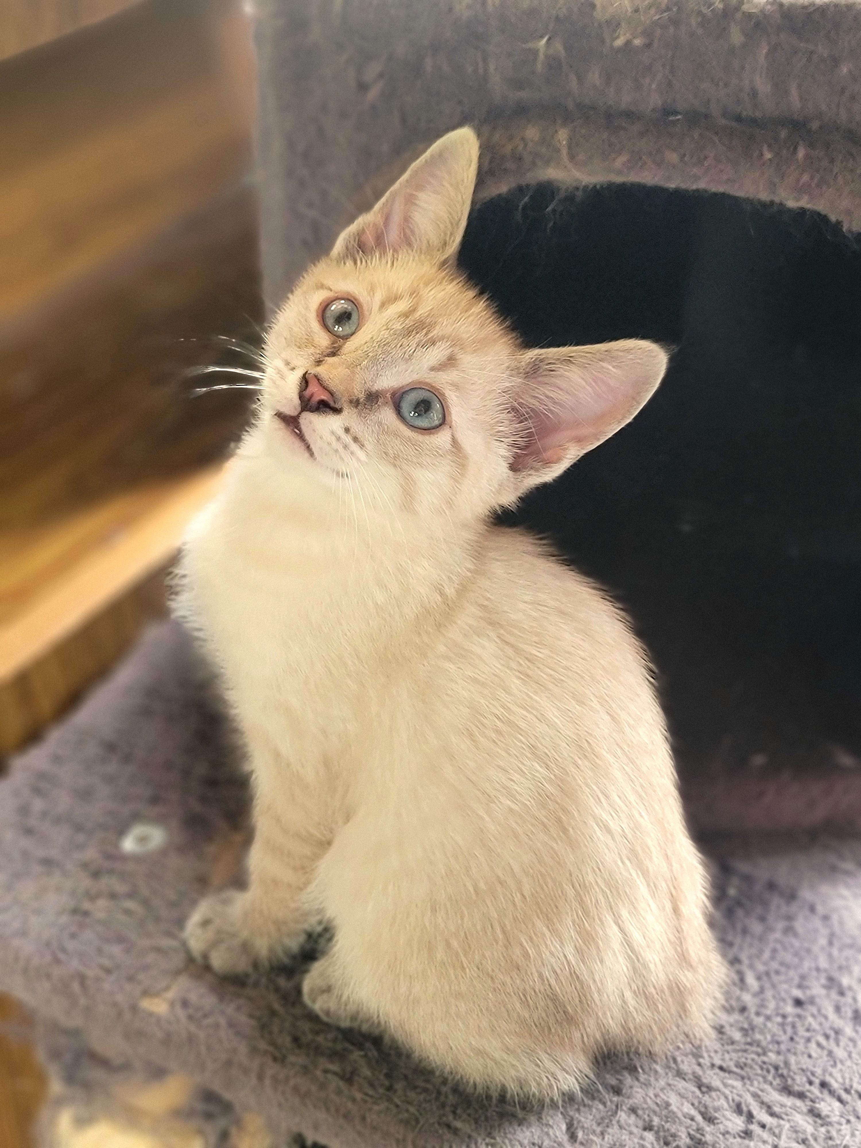 Tommy, ADOPTABLE, Kitten Male Domestic Short Hair & Siamese.