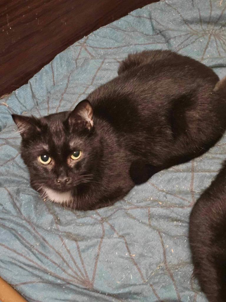 Phillip, Adoptable, Adult Male Domestic Short Hair.