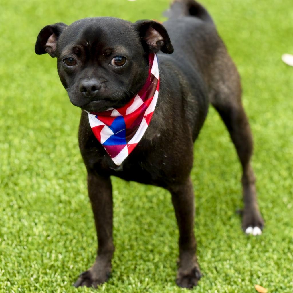 Earl— The Sweetest Snuggle Buddy From Weslaco, ADOPTABLE, Young Male Pug.