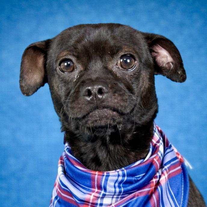 Enlarge Earl— The Sweetest Snuggle Buddy From Weslaco, a ADOPTABLE mixed breed in San Antonio, TX image 5/6