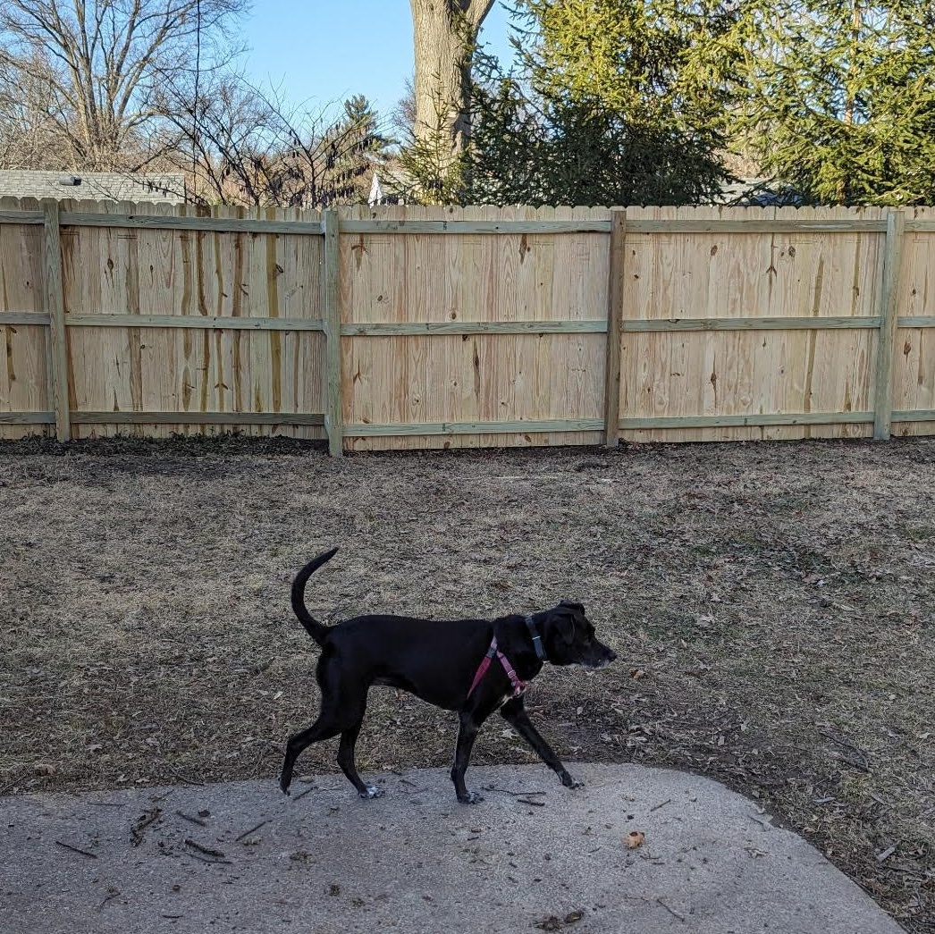 Julie, a Adoptable mixed breed in Manchester, MO image 2/6