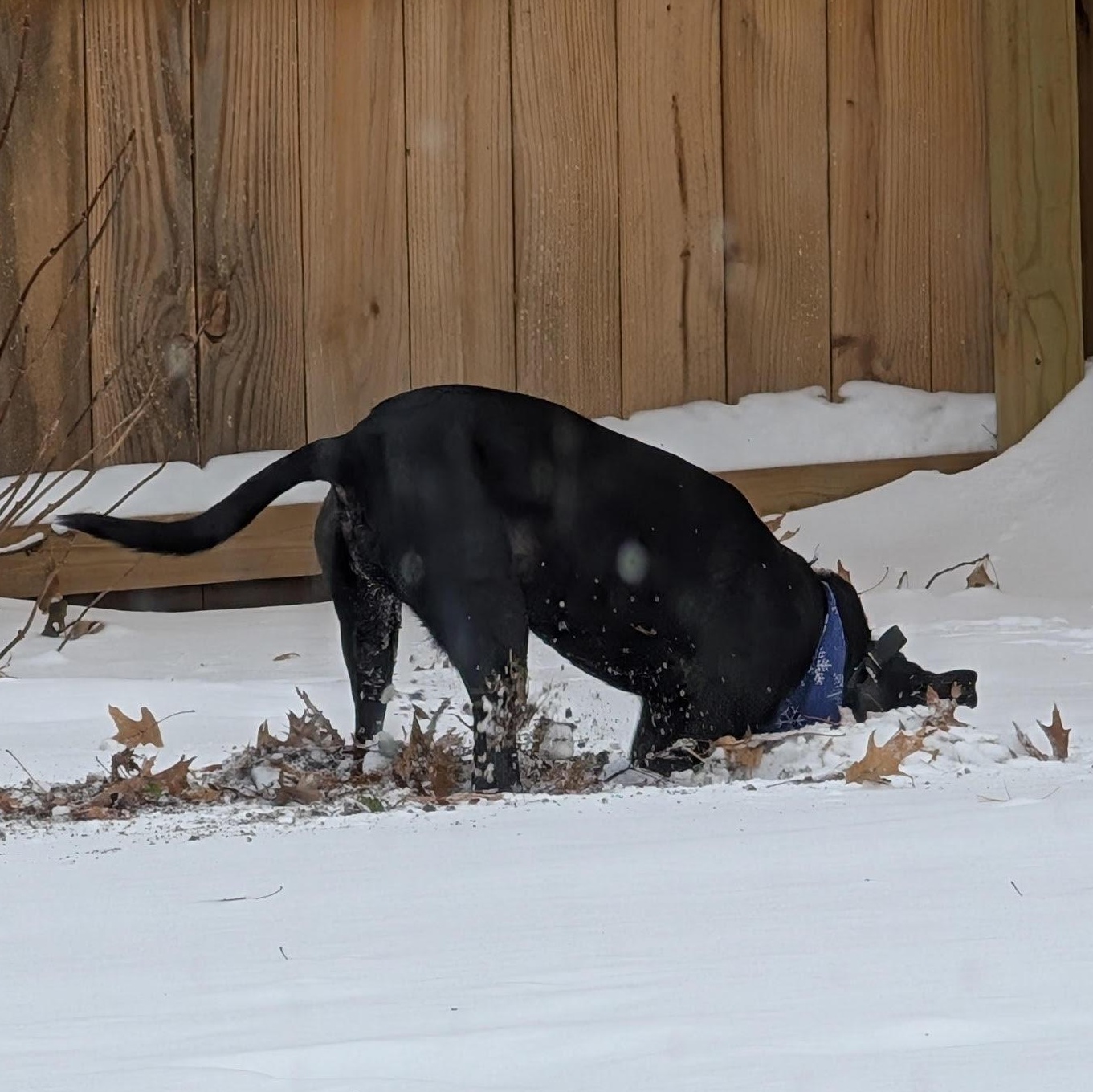 Julie, a Adoptable mixed breed in Manchester, MO image 3/6