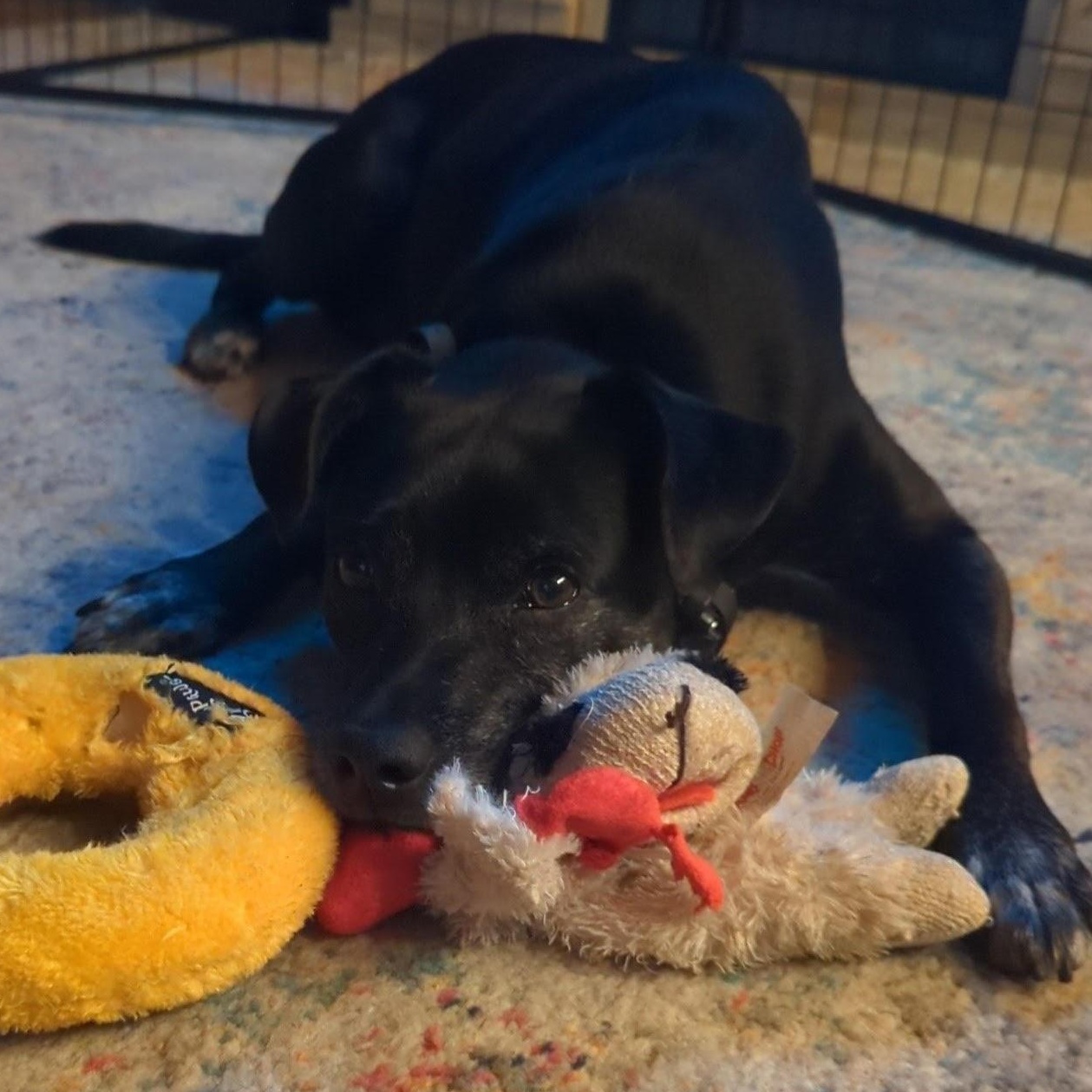 Julie, a Adoptable mixed breed in Manchester, MO image 4/6