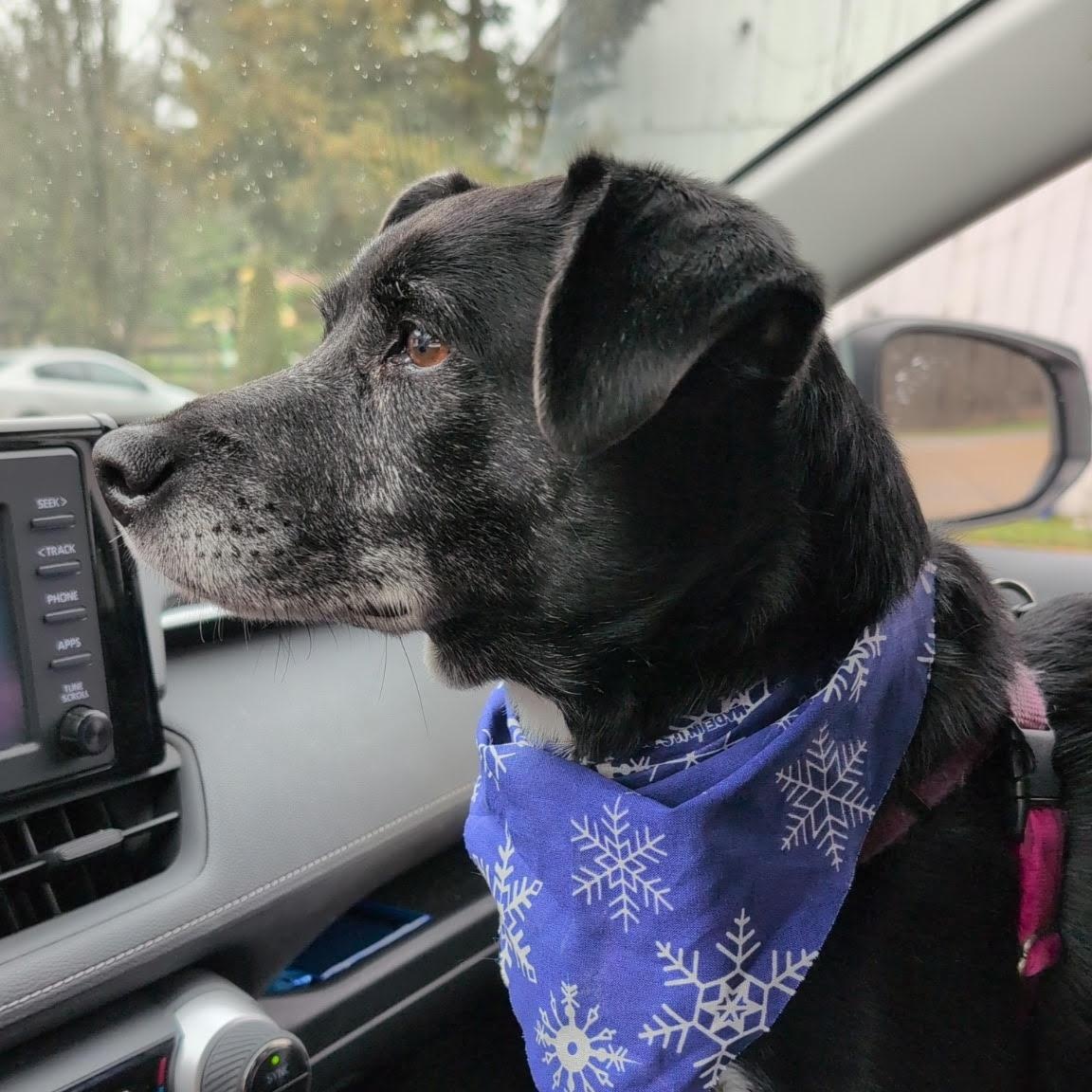 Julie, a Adoptable mixed breed in Manchester, MO image 5/6