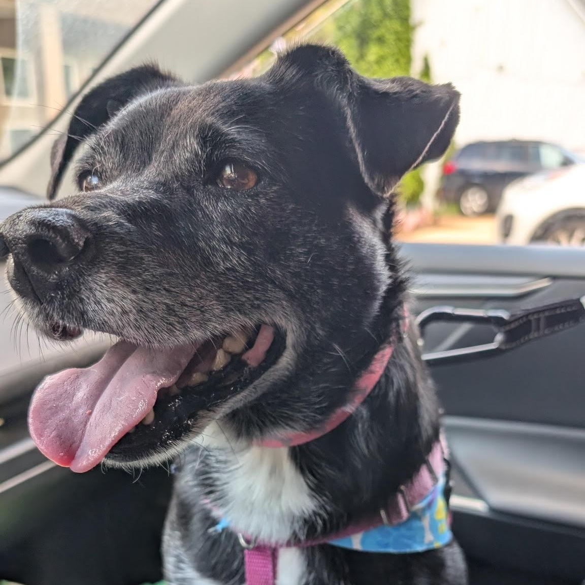 Julie, a Adoptable mixed breed in Manchester, MO image 6/6