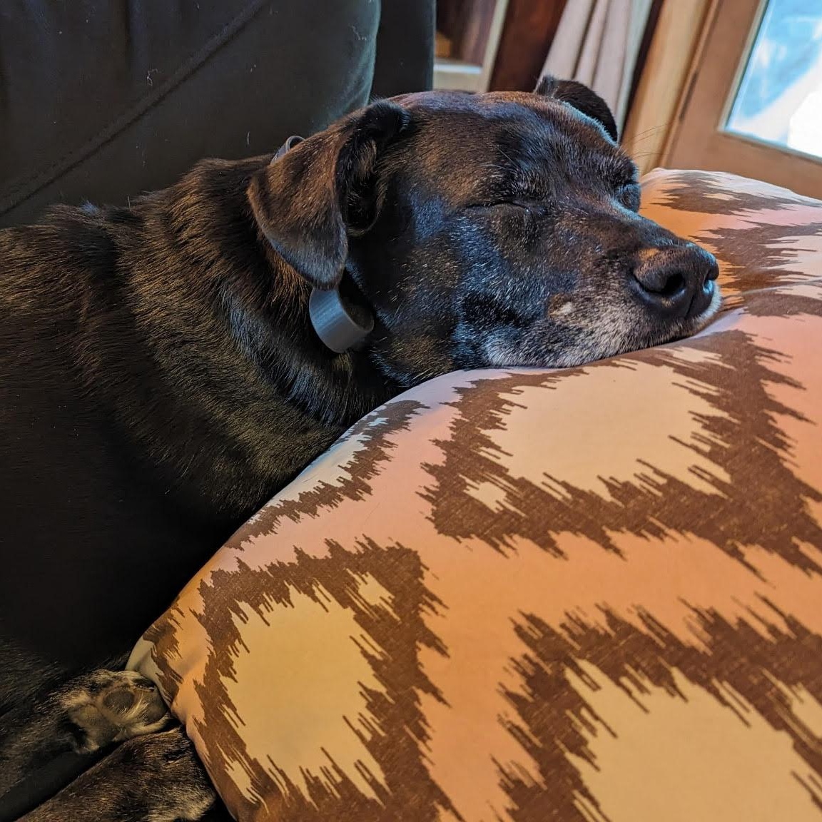 Julie, Adoptable, Adult Female Labrador Retriever.