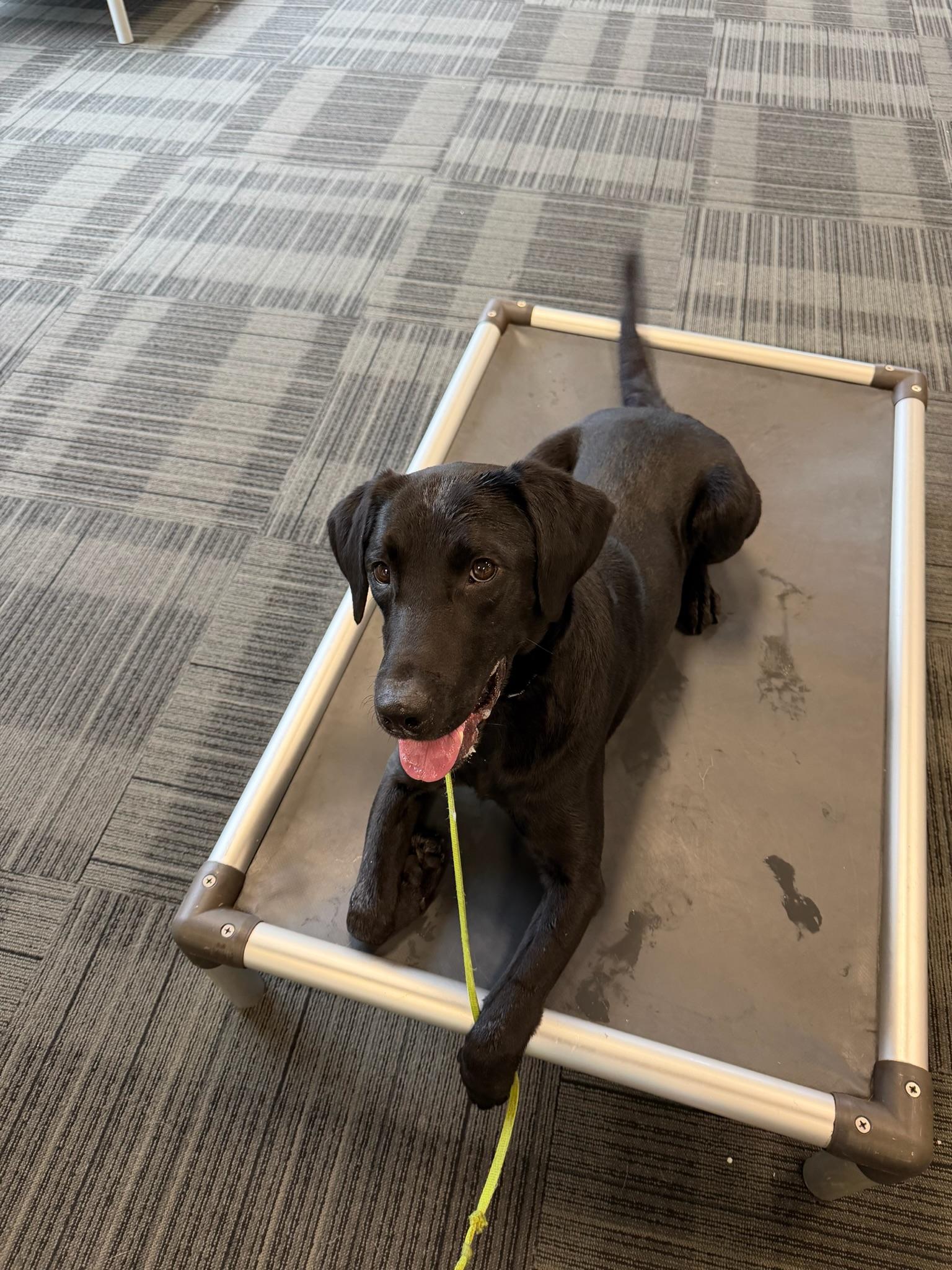 Enlarge Wilmer, an adopted Labrador Retriever in Sacramento, CA image 4/6