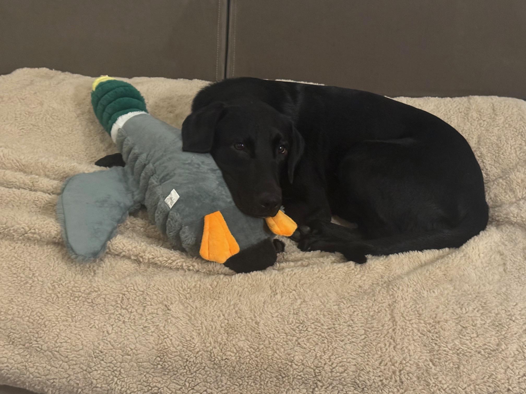 Enlarge Wilmer, an adopted Labrador Retriever in Sacramento, CA image 3/6