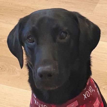 Enlarge Wilmer, an adopted Labrador Retriever in Sacramento, CA image 1/6