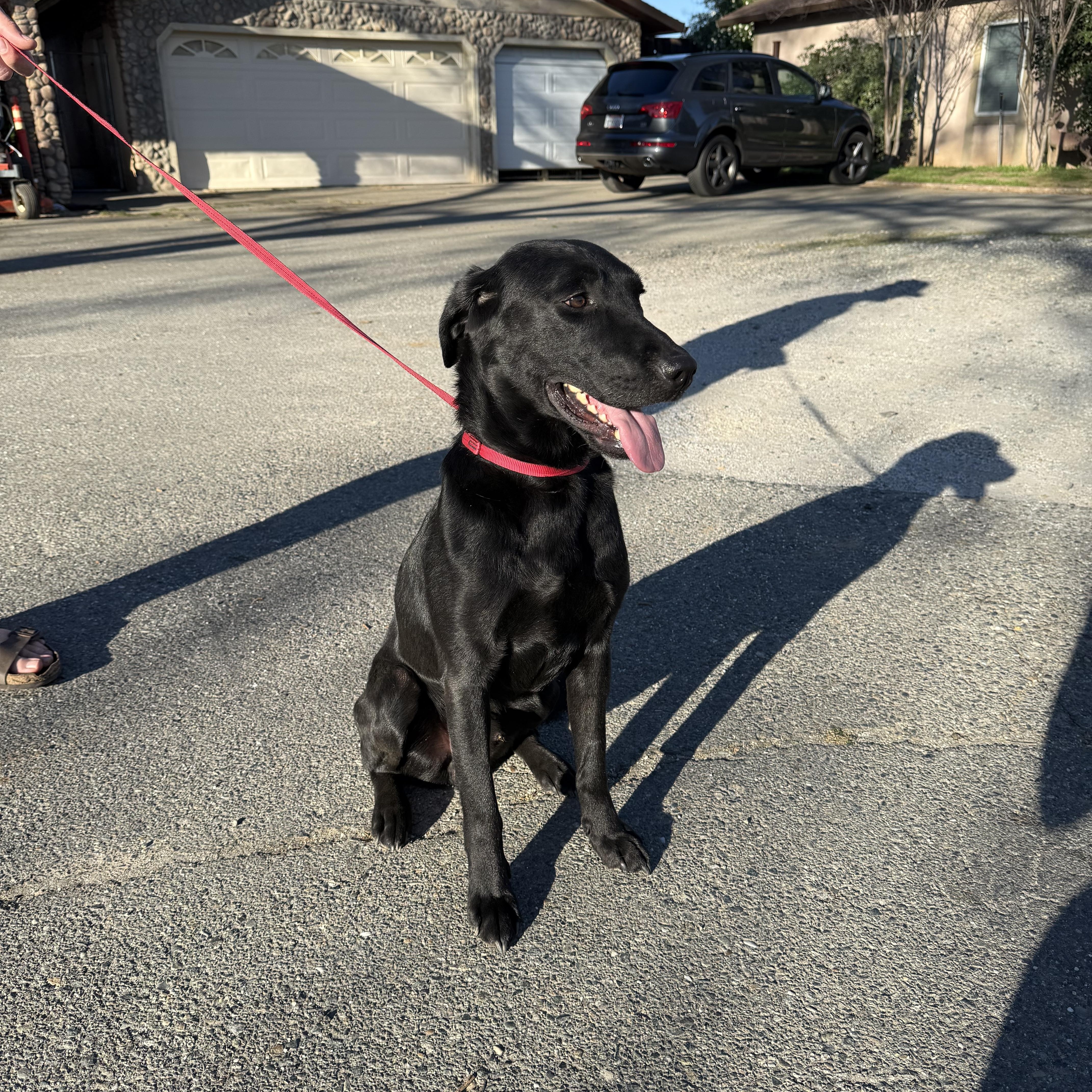 Enlarge Wilmer, an adopted Labrador Retriever in Sacramento, CA image 2/6