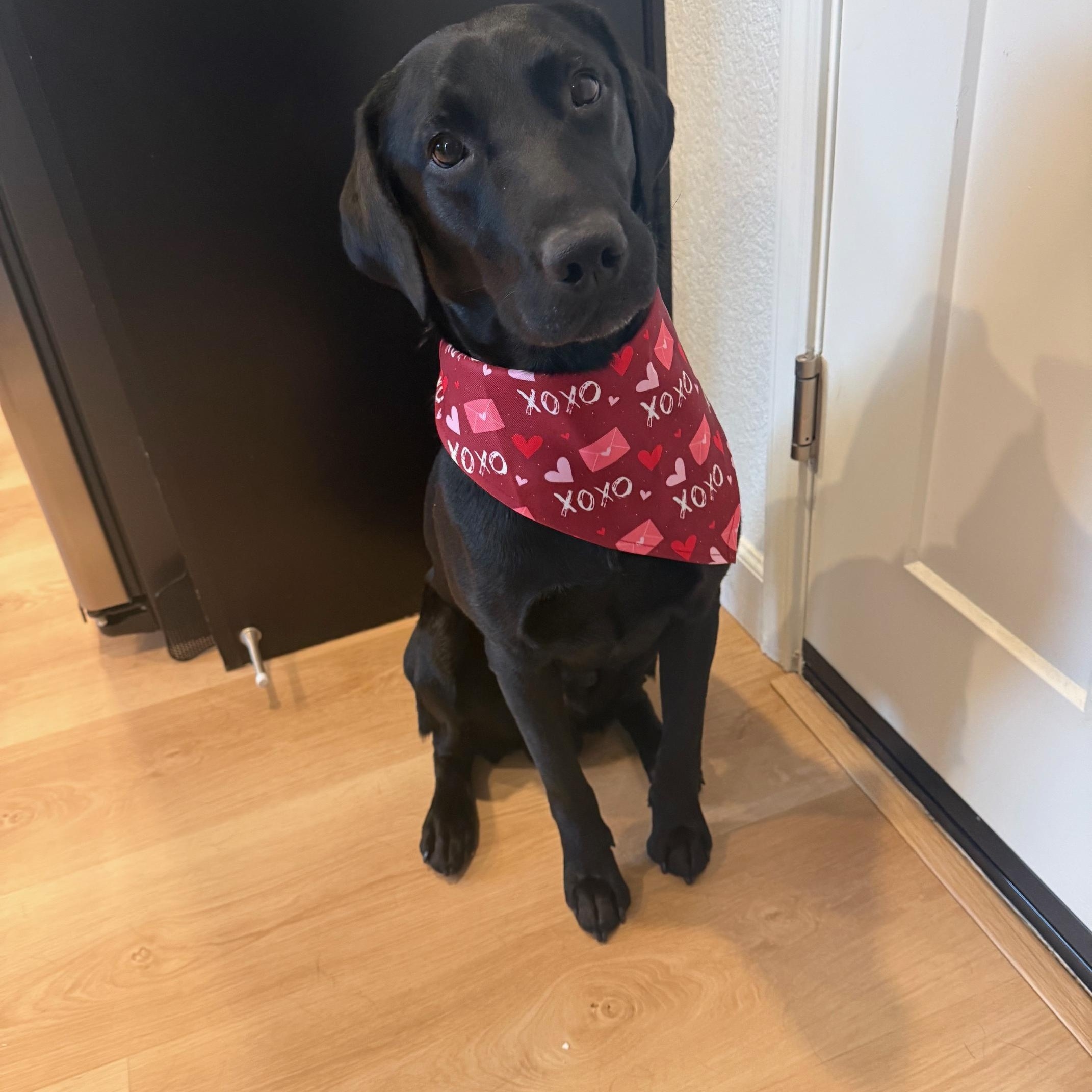 Enlarge Wilmer, an adopted Labrador Retriever in Sacramento, CA image 5/6