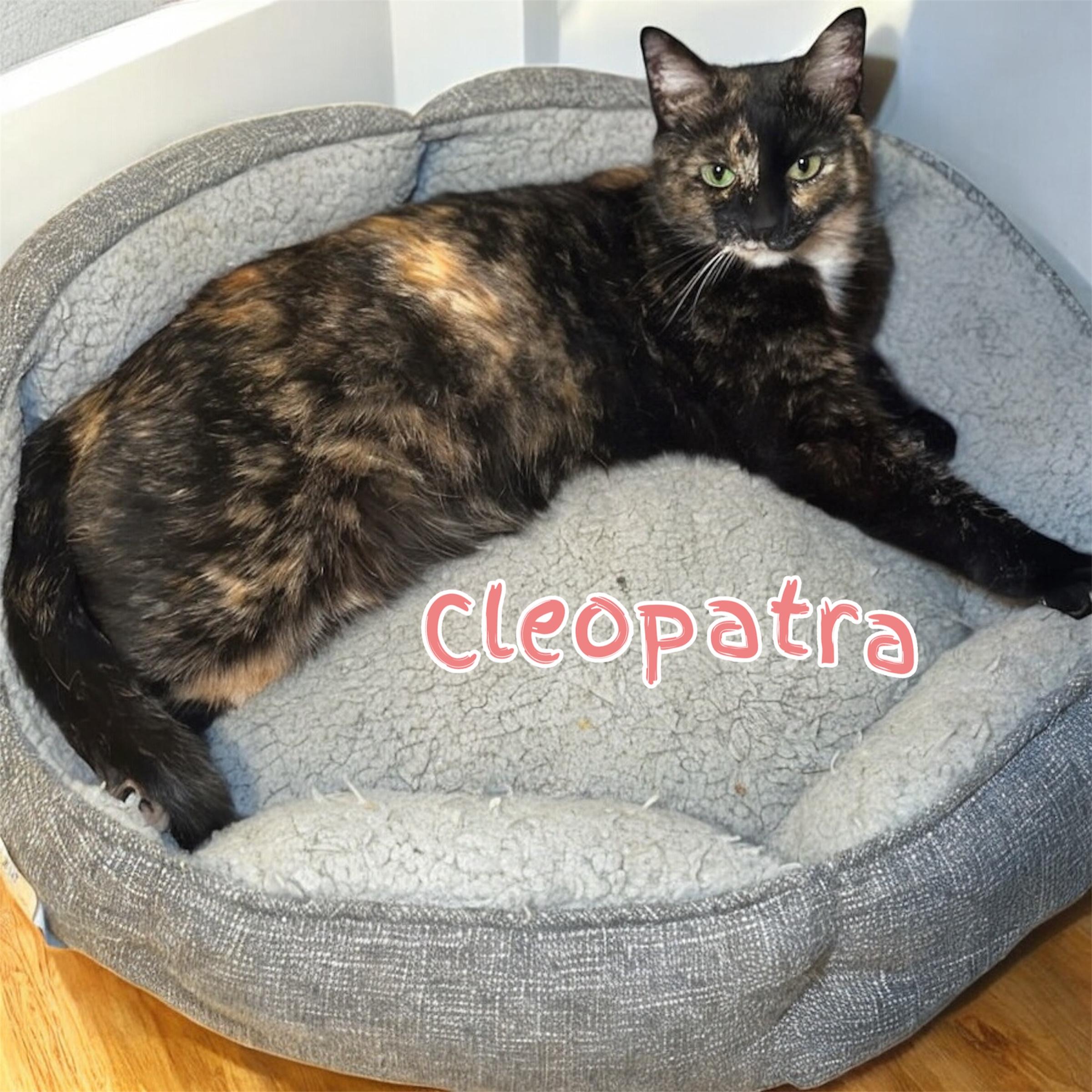 Cleopatra photo 1