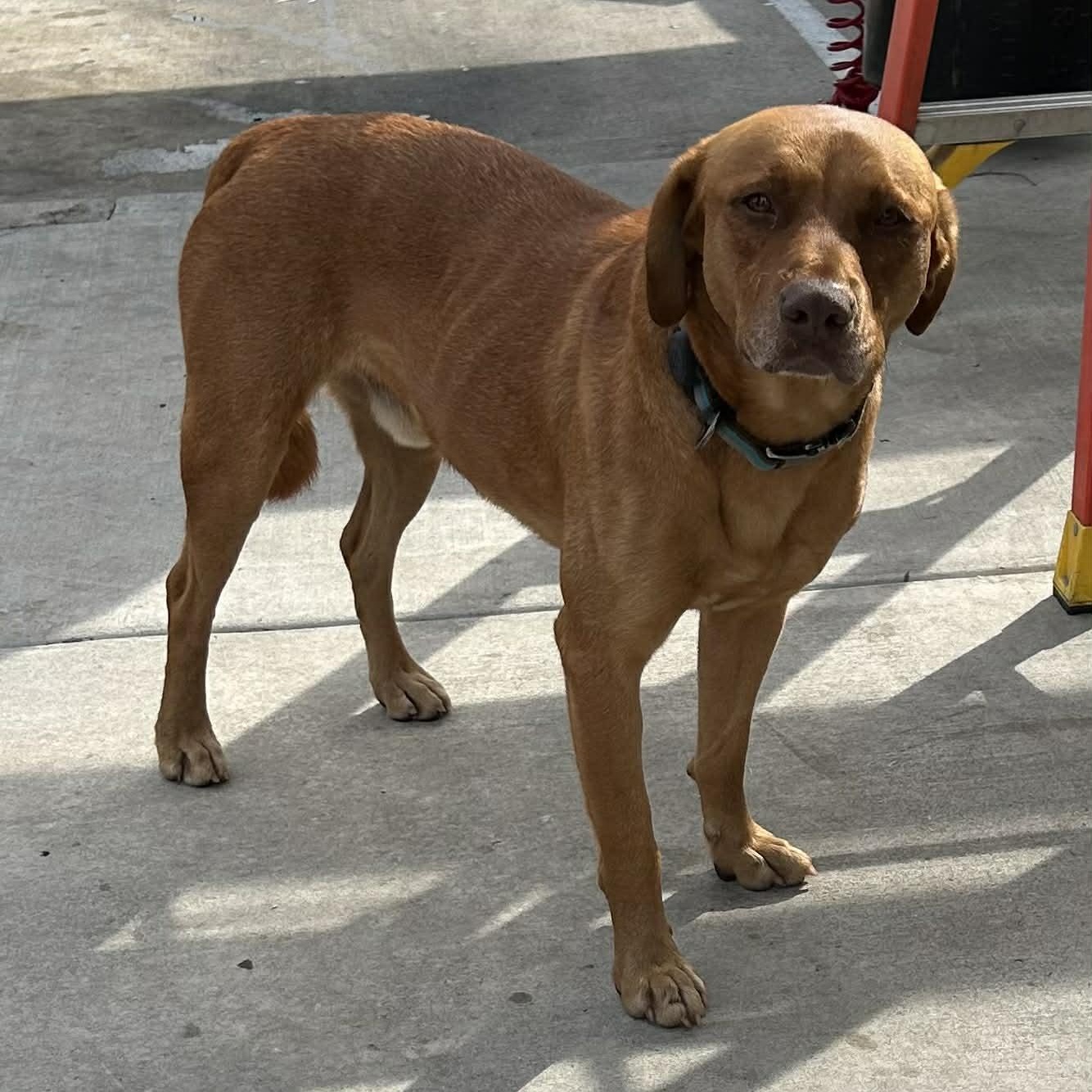 CARWASH BUDDY LIVES AT THE CARWASH, Adoptable, Young Male Labrador Retriever & Vizsla.
