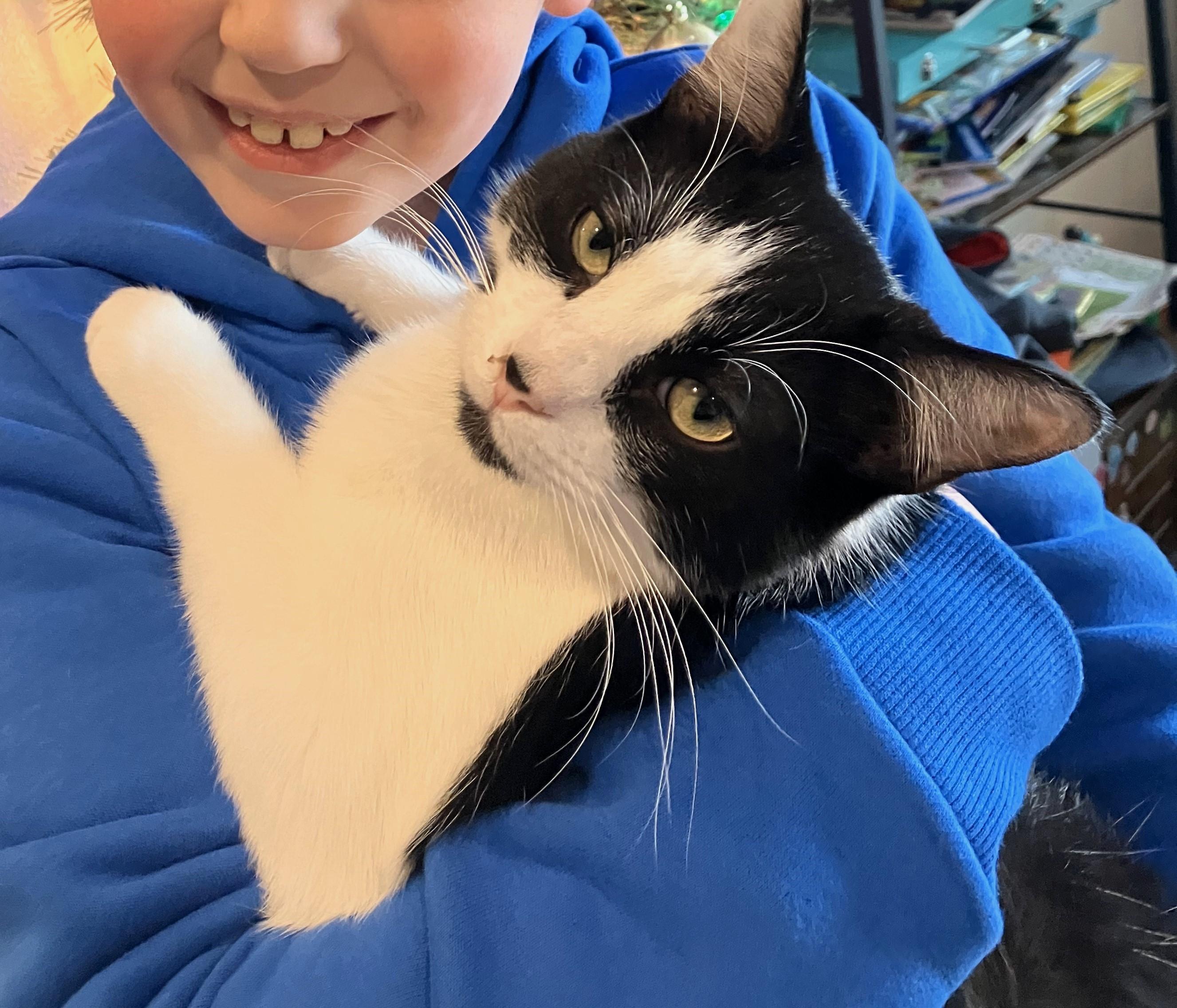 Enlarge Binxy, a Adoptable Domestic Short Hair in Mission Viejo, CA image 1/6