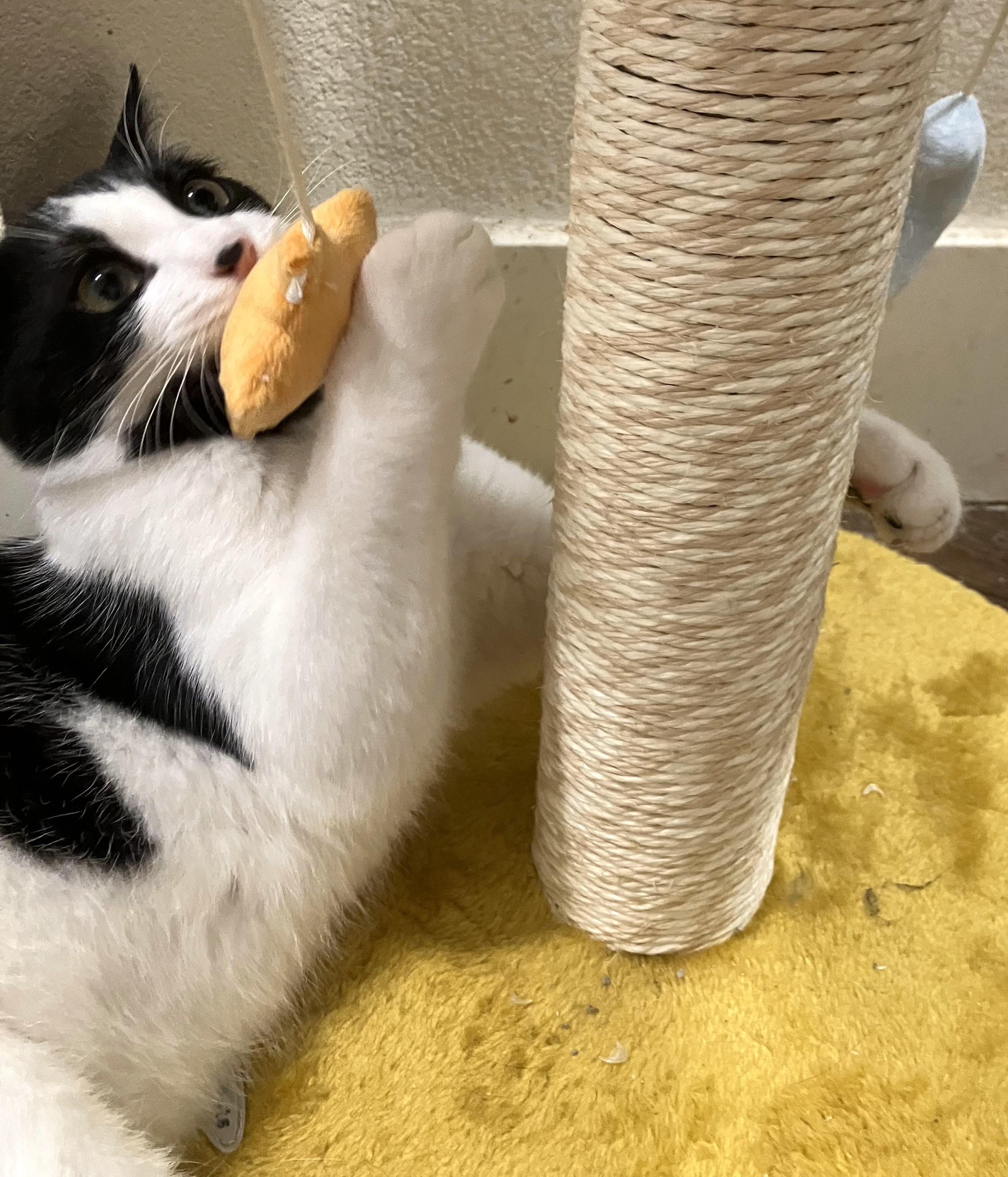 Enlarge Binxy, a Adoptable Domestic Short Hair in Mission Viejo, CA image 5/6