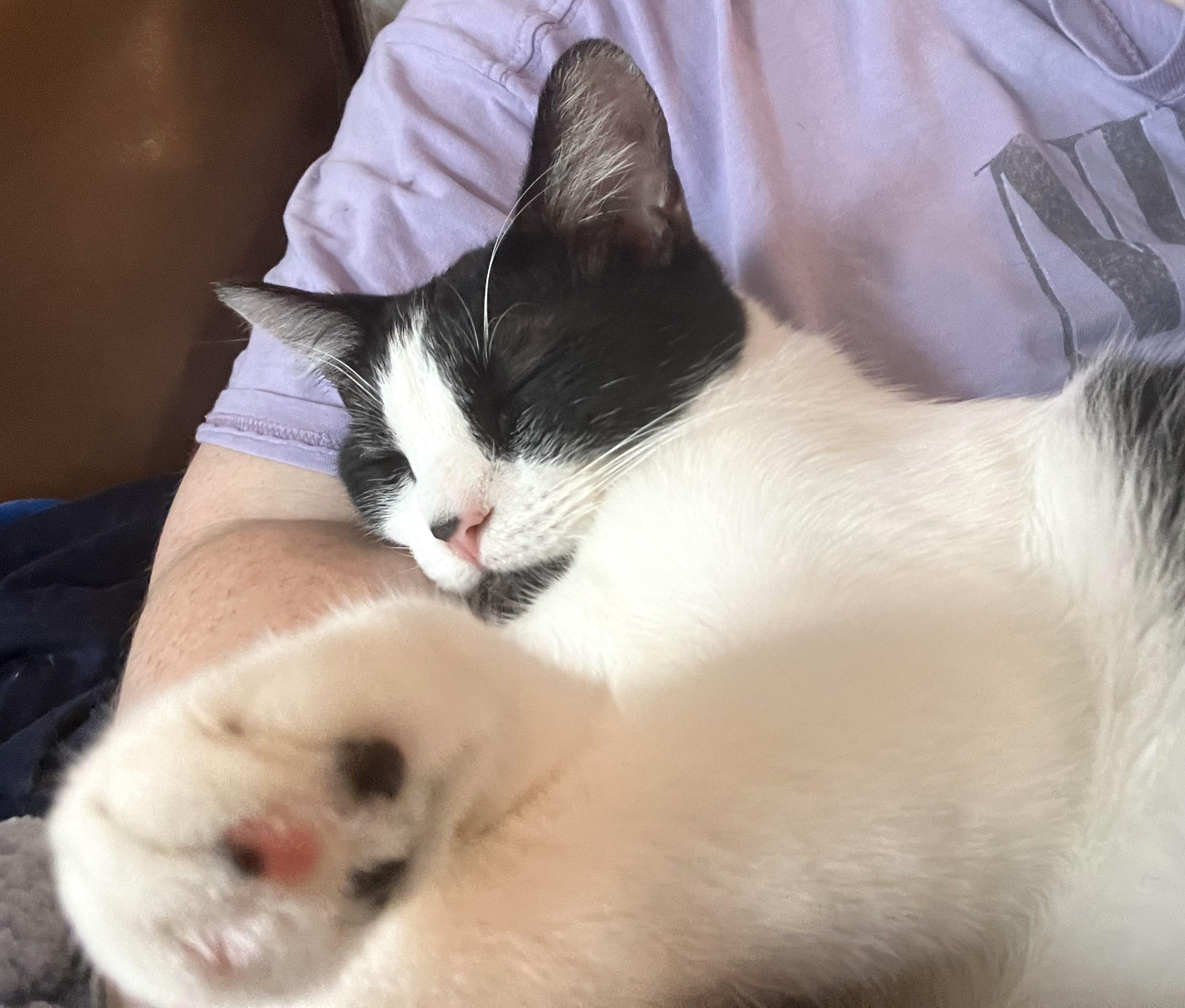 Enlarge Binxy, a Adoptable Domestic Short Hair in Mission Viejo, CA image 2/6