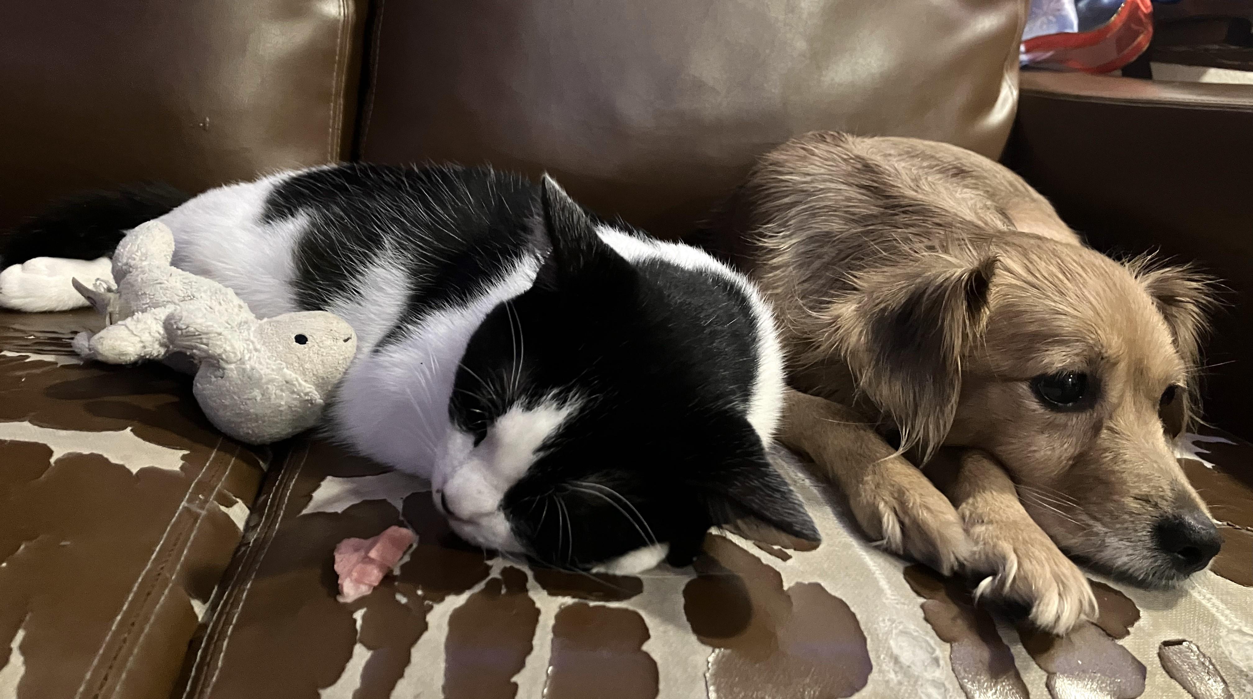 Enlarge Binxy, a Adoptable Domestic Short Hair in Mission Viejo, CA image 6/6