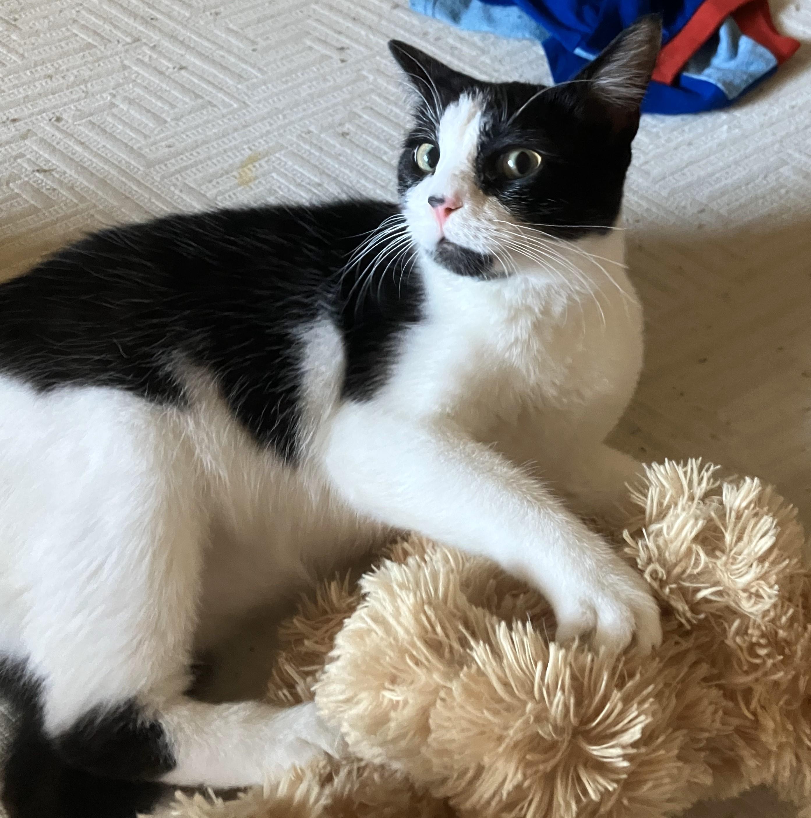 Enlarge Binxy, a Adoptable Domestic Short Hair in Mission Viejo, CA image 4/6