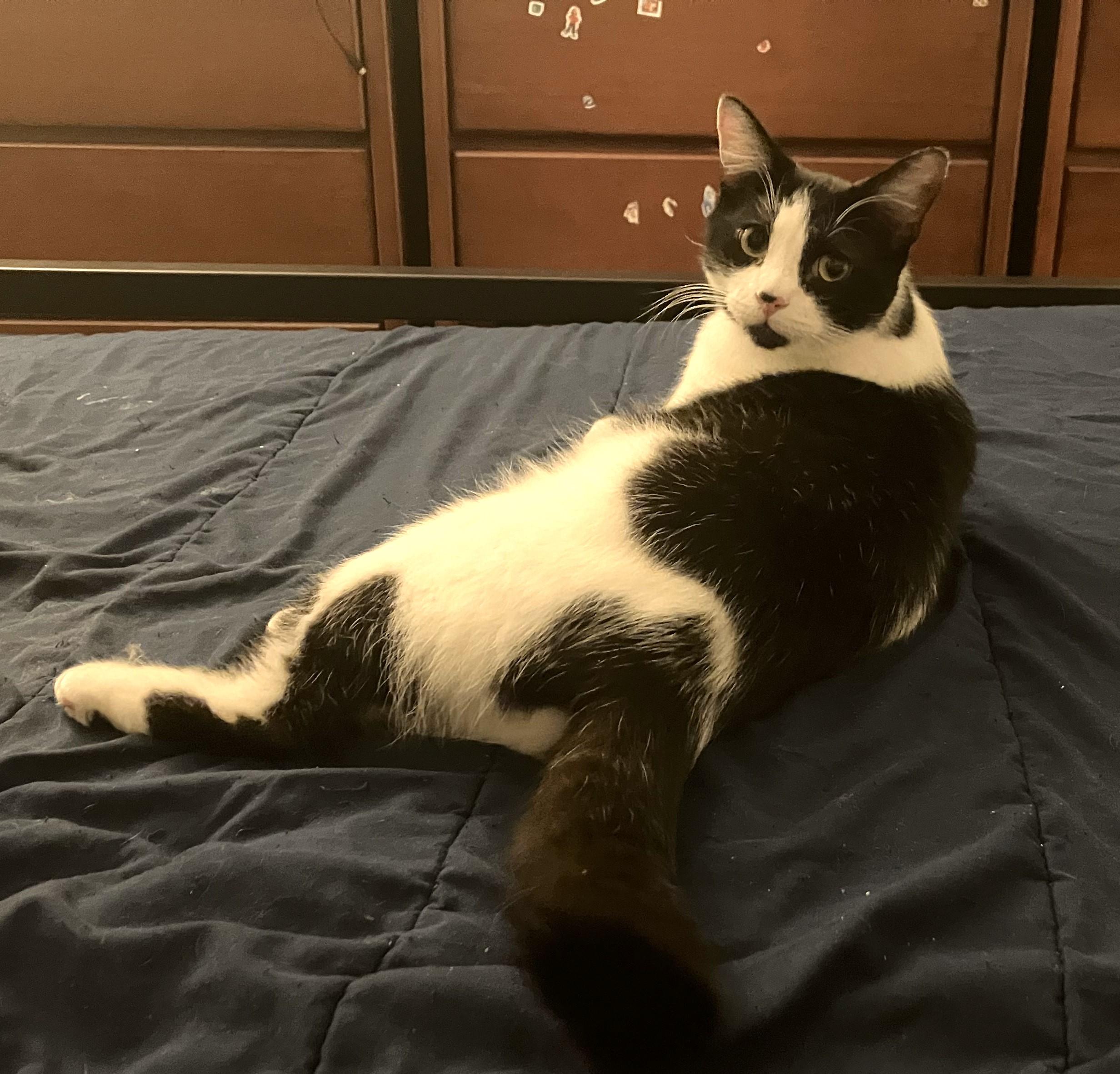 Enlarge Binxy, a Adoptable Domestic Short Hair in Mission Viejo, CA image 3/6