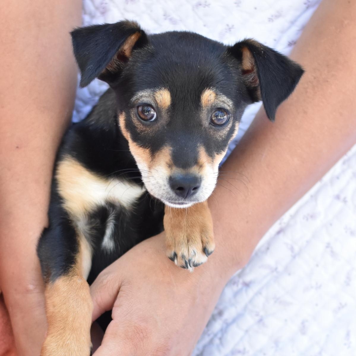 Enlarge Tinsley, an adopted mixed breed in Austin , TX image 2/6