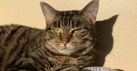 Enlarge Cleo, a Adoptable Domestic Short Hair in Greene, NY image 1/1