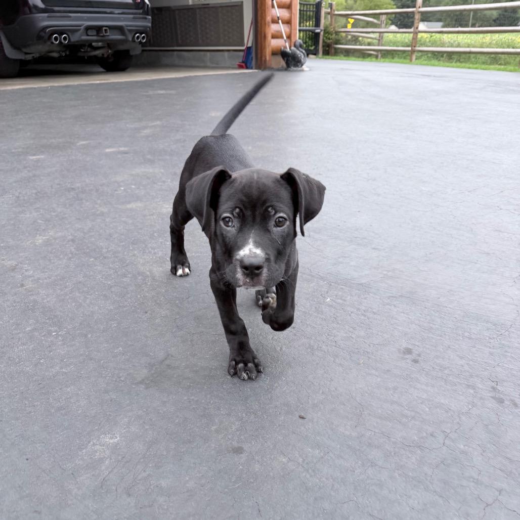 Itsy, Adoptable, Puppy Female Pit Bull Terrier & Mixed Breed.