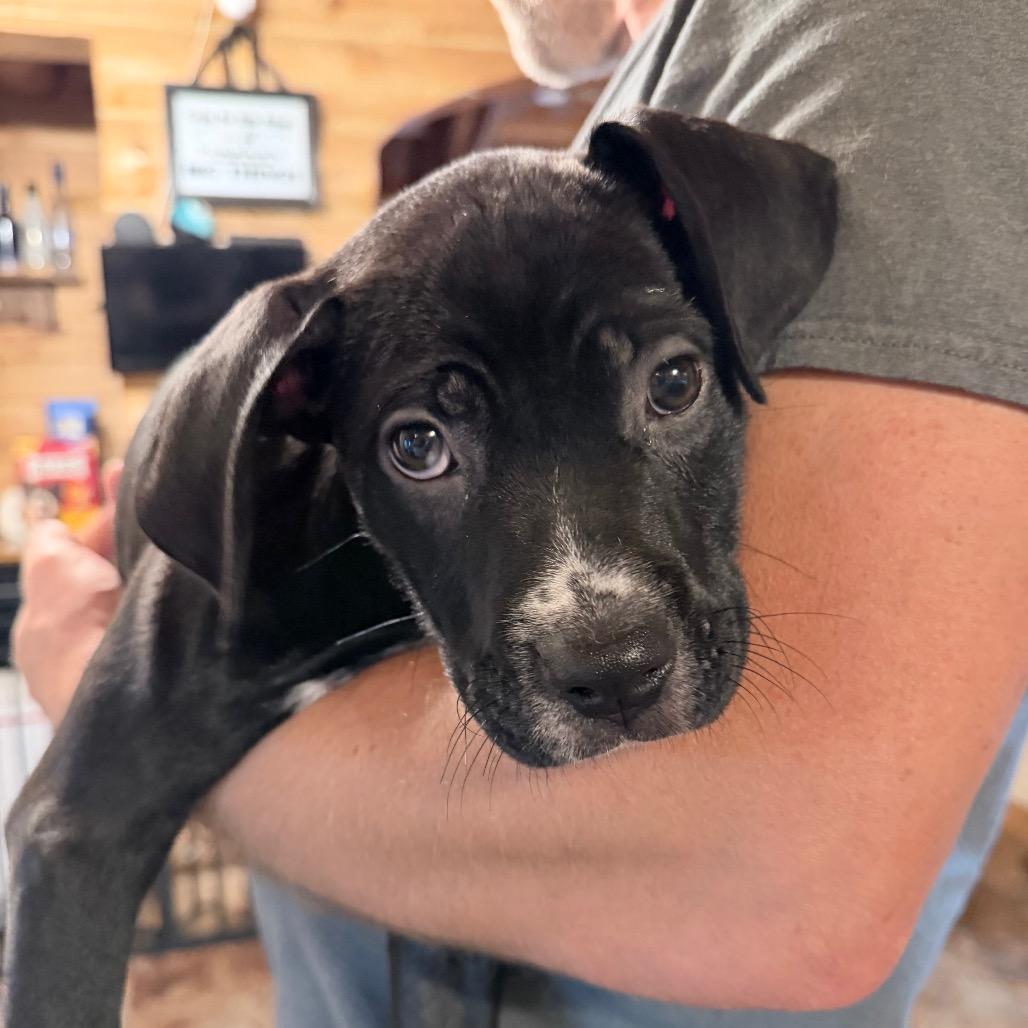Enlarge Itsy, a Adoptable mixed breed in Northville, MI image 2/3