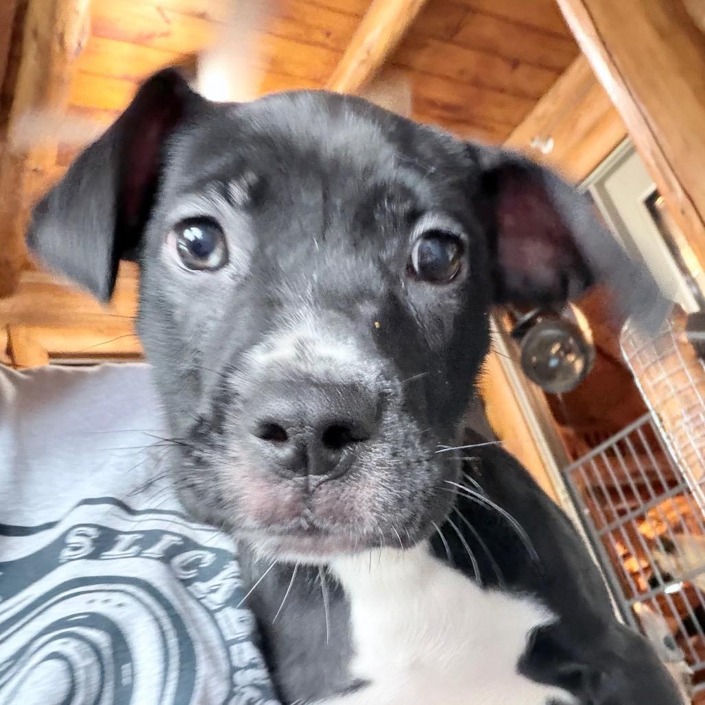 Enlarge Itsy, a Adoptable mixed breed in Northville, MI image 3/3