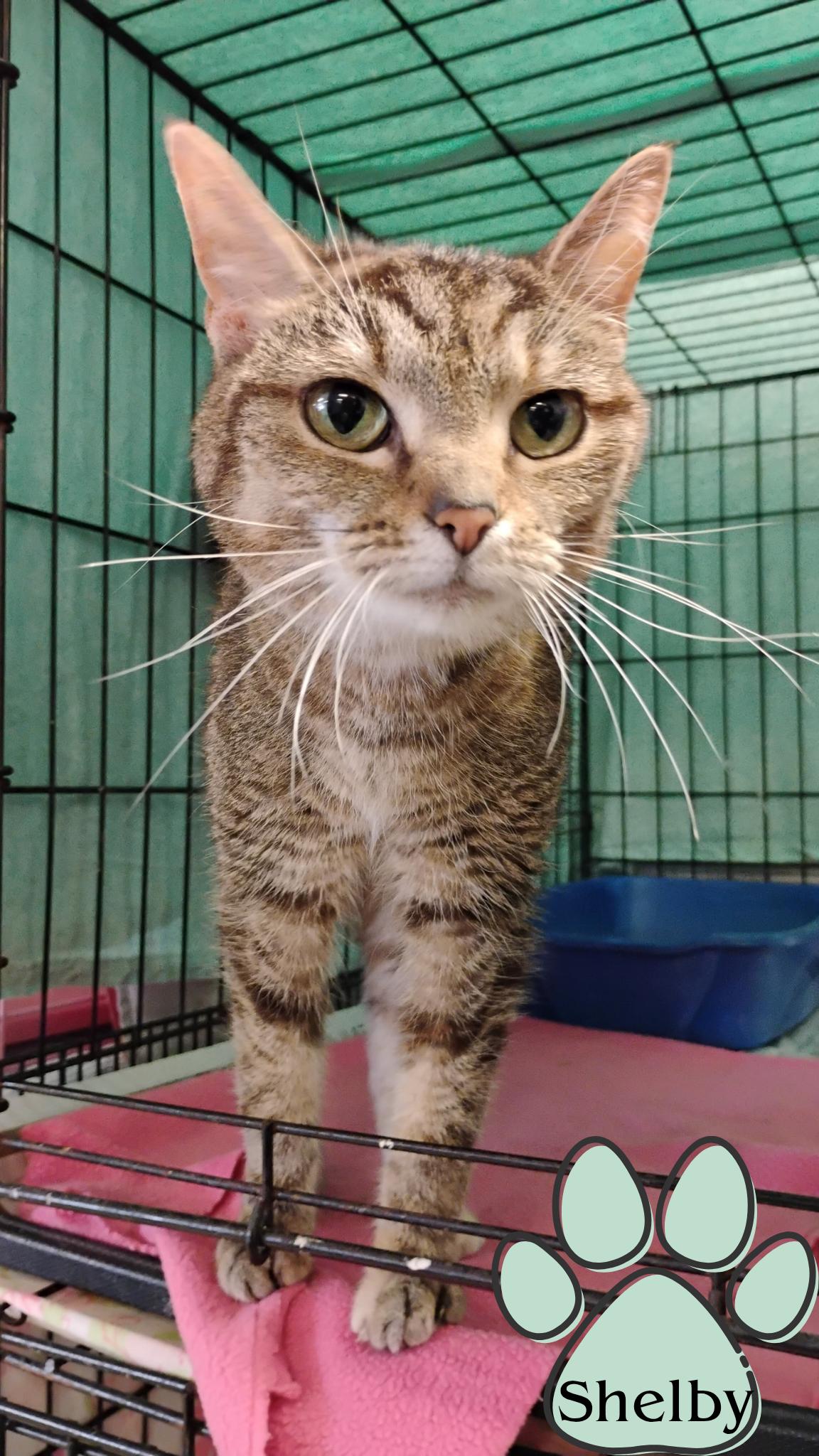 Shelby, Young Female Calico