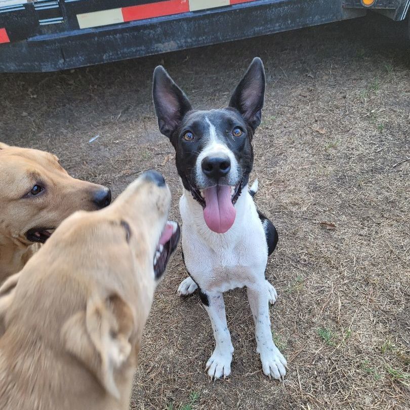 Dog for adoption Mancahs, a Border Collie in Lunenburg , MA Petfinder