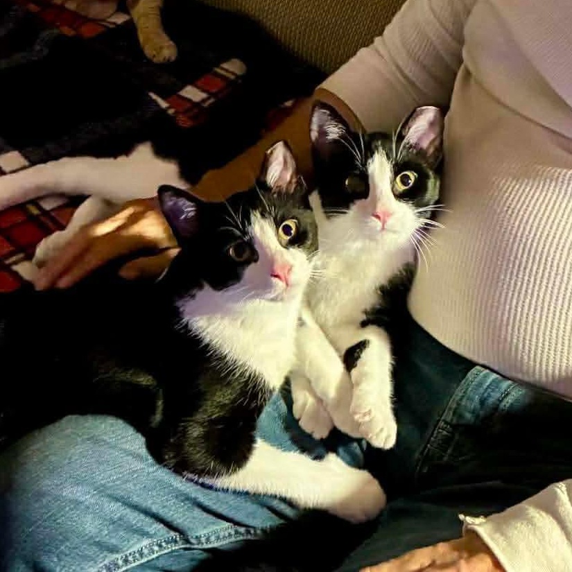 Brownie, a Adoptable mixed breed in Chicago, IL image 3/6