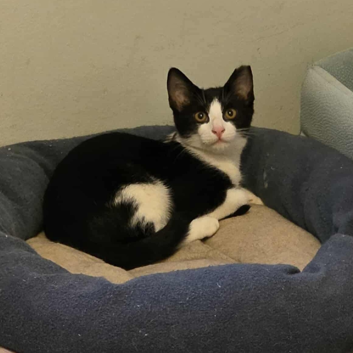 Brownie, a Adoptable mixed breed in Chicago, IL image 2/6