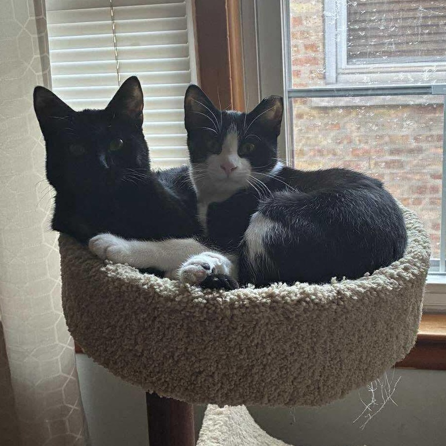 Brownie, a Adoptable mixed breed in Chicago, IL image 4/6