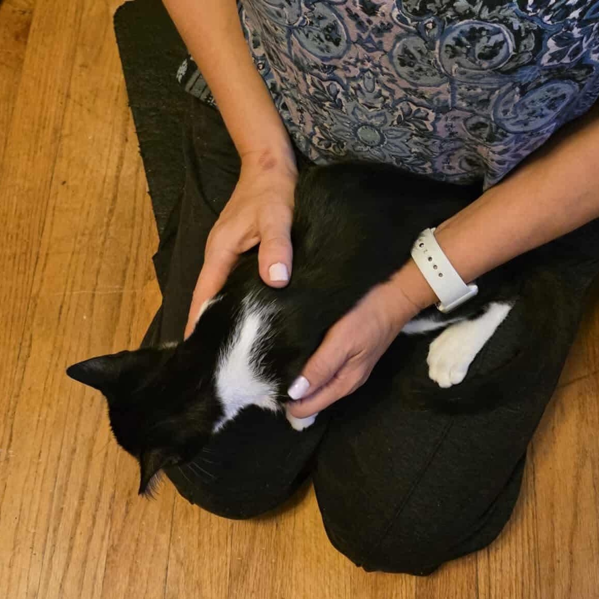 Brownie, a Adoptable mixed breed in Chicago, IL image 6/6