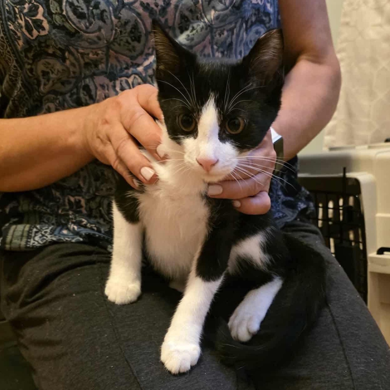 Brownie, a Adoptable mixed breed in Chicago, IL image 5/6