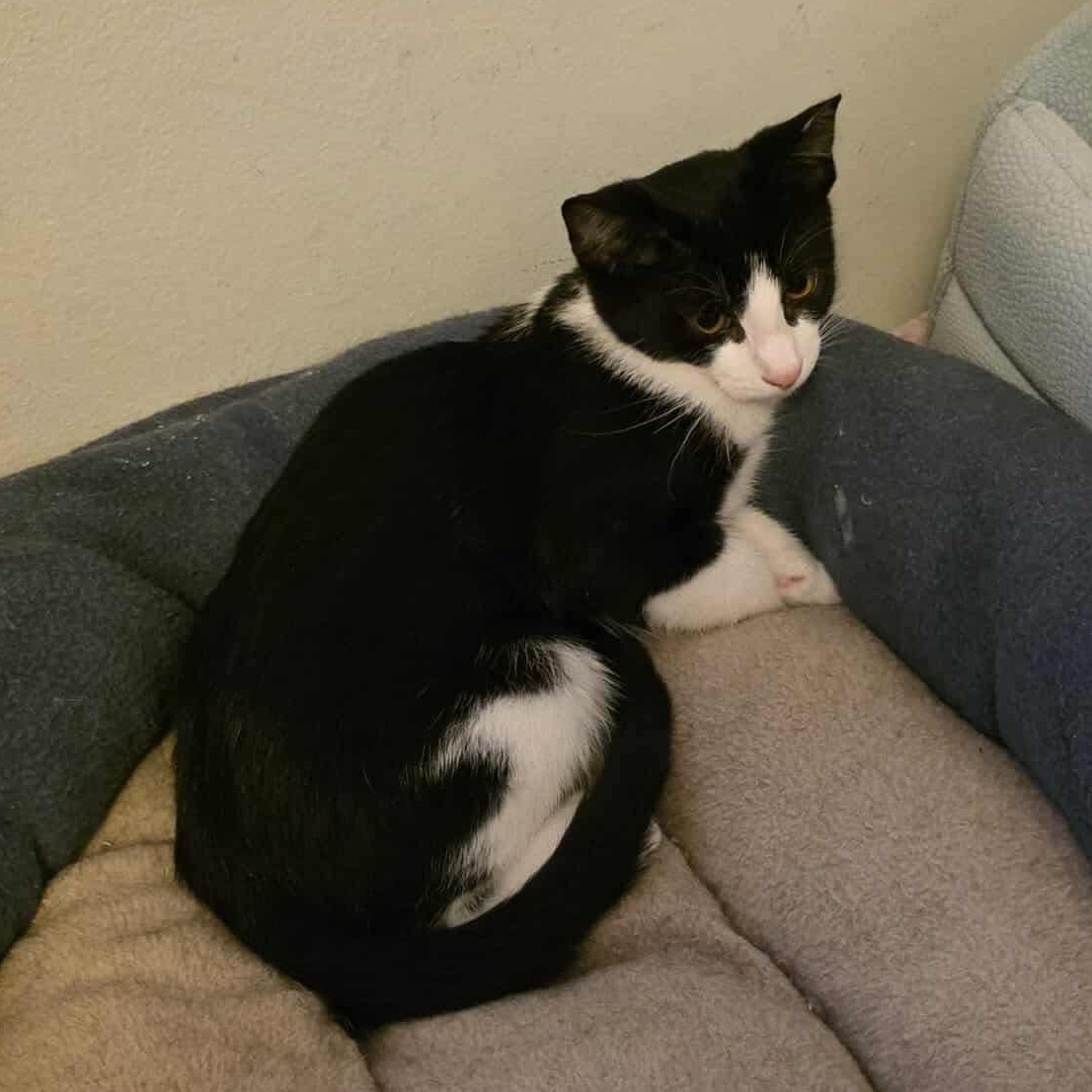 Brownie, a Adoptable mixed breed in Chicago, IL image 1/6