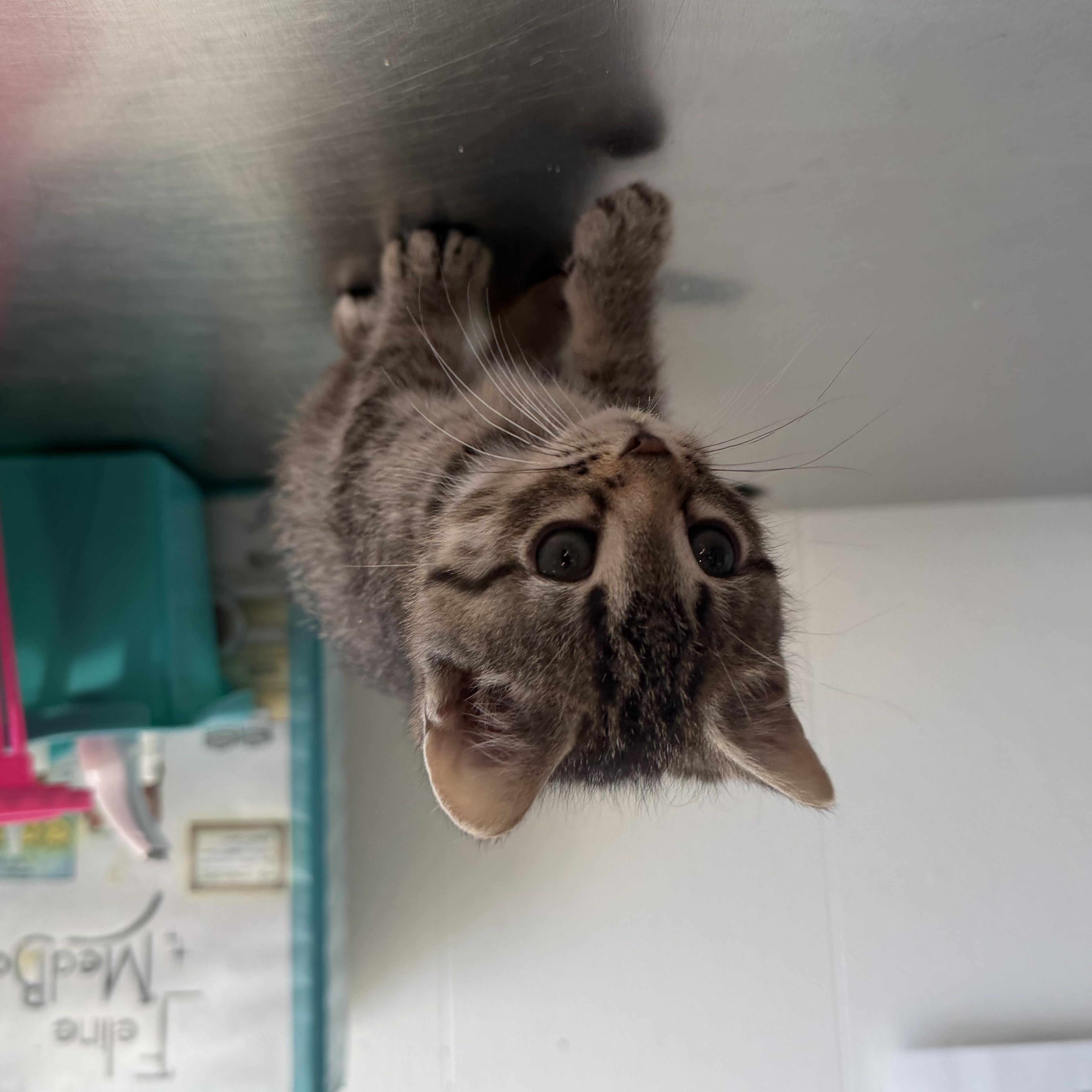 Enlarge Murphy, an adopted mixed breed in Mount Pleasant, MI image 2/2