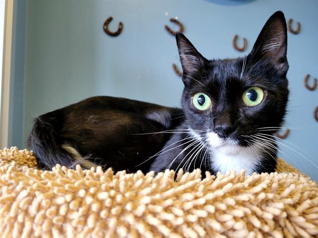 NORI, Adoptable, Young Female Domestic Short Hair.