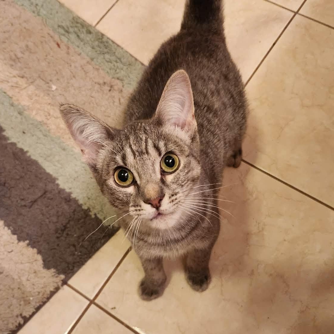 Biscoff, Adoptable, Young Female Domestic Short Hair.