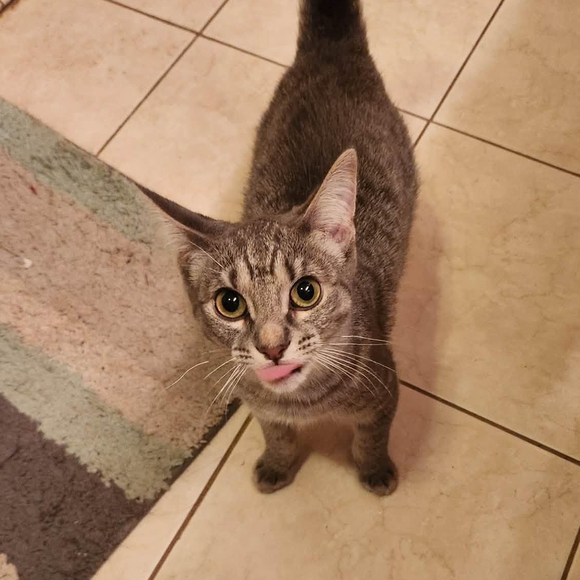 Enlarge Biscoff, a Adoptable Domestic Short Hair in Delavan, WI image 2/2