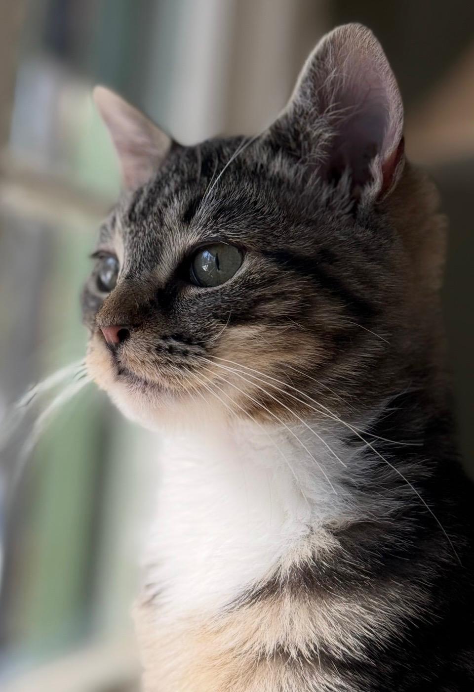 Katrina, Adoptable, Young Female Domestic Short Hair.