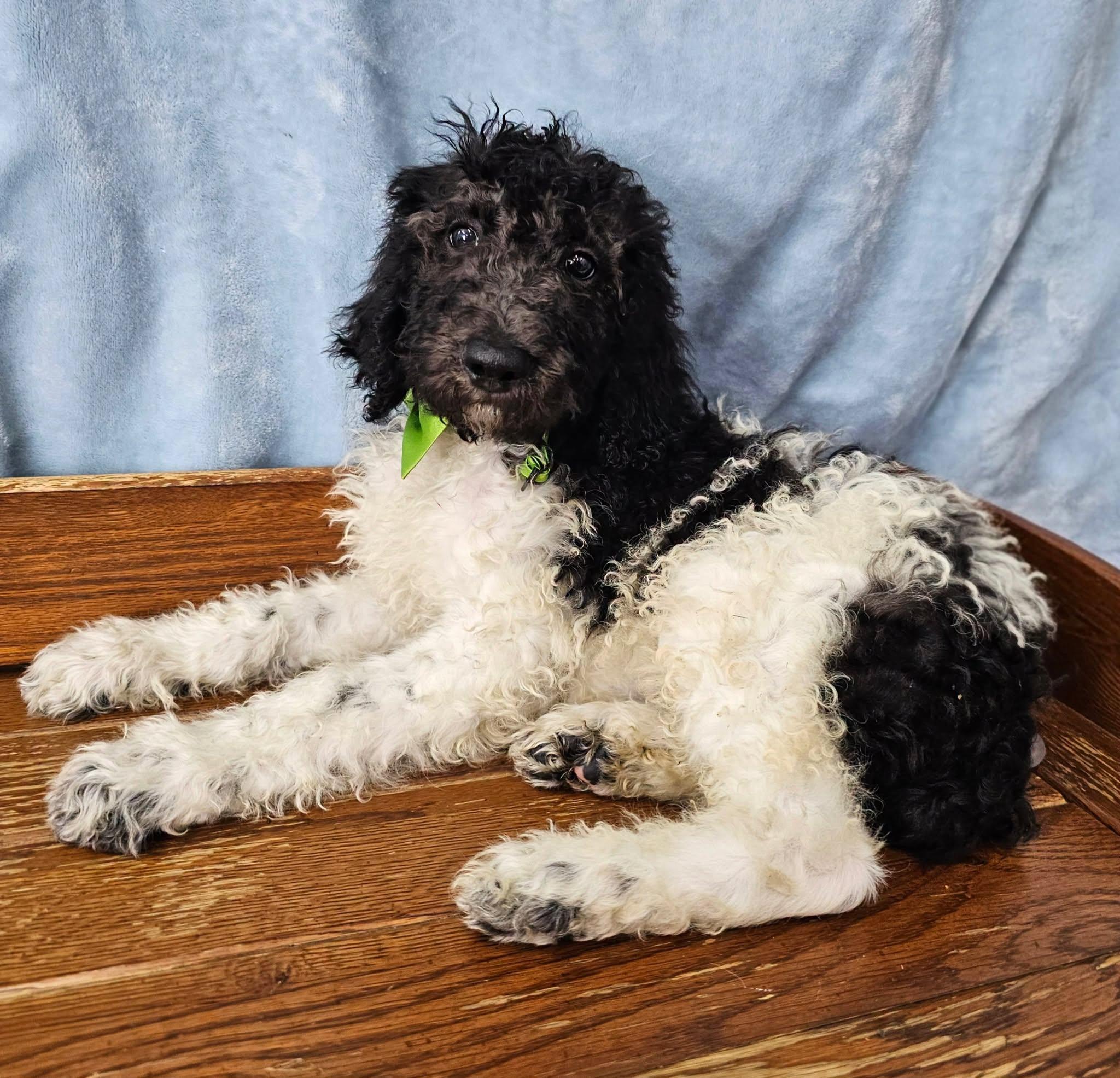 Popcorn, ADOPTABLE, Puppy Male Standard Poodle.