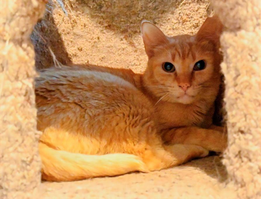 Red Fish, Adoptable, Adult Male Domestic Short Hair.