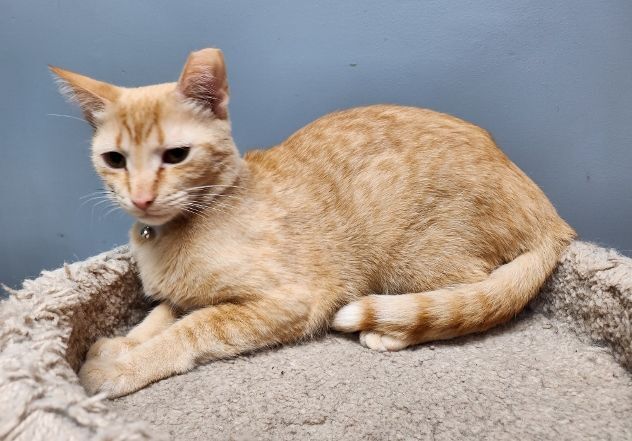 Red Fish, Adult Male Domestic Short Hair