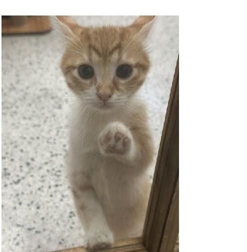 Attina, Adoptable, Kitten Female Domestic Short Hair.