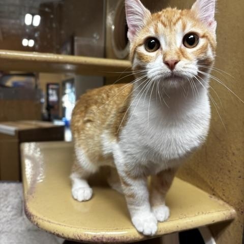 Enlarge Attina, a Adoptable Domestic Short Hair in Lafayette, LA image 4/5