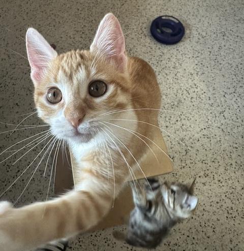 Enlarge Attina, a Adoptable Domestic Short Hair in Lafayette, LA image 2/5