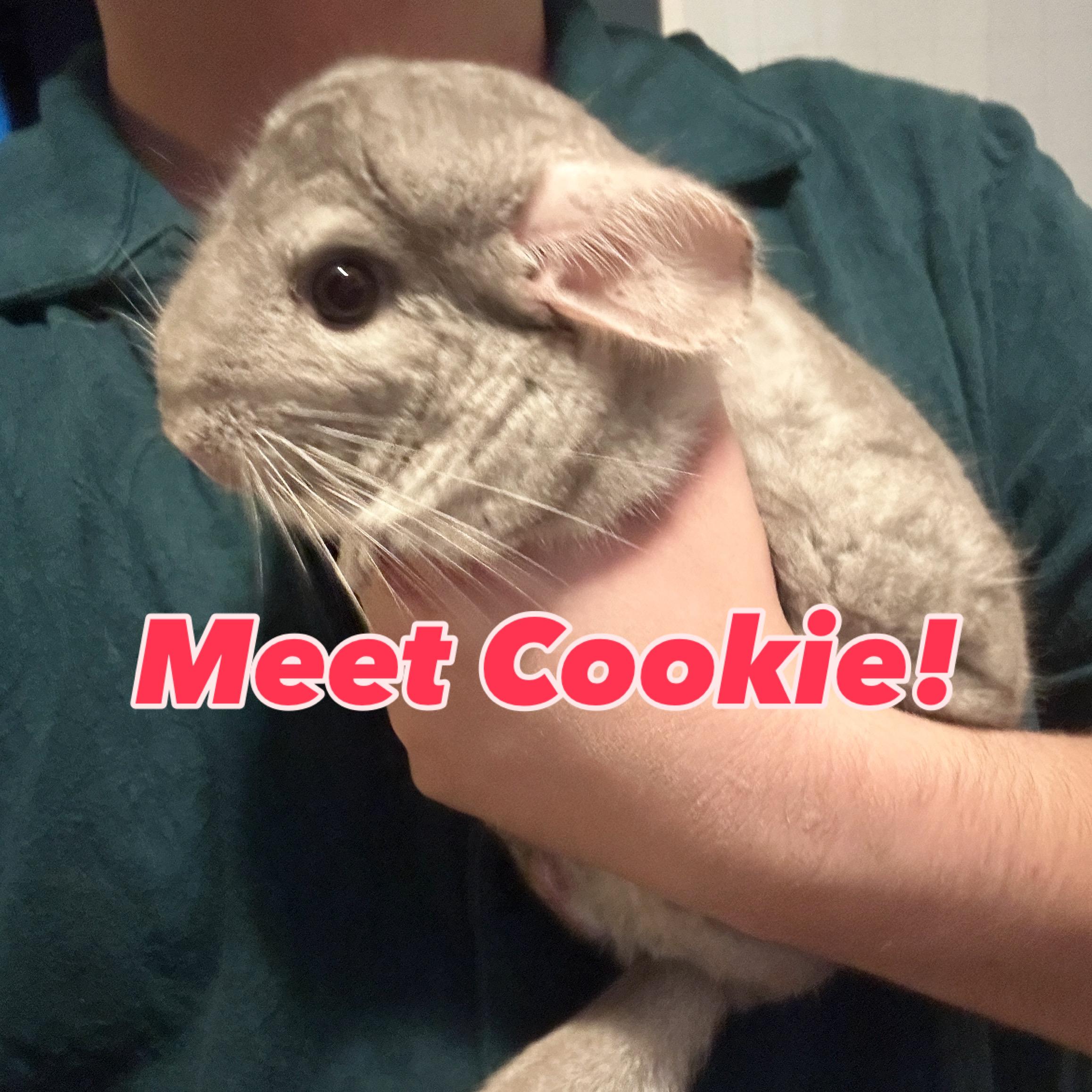 Eve & Cookie BONDED, a Adoptable Chinchilla in Minneapolis, MN image 5/5